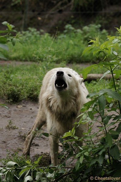 DSC01970.JPG - Alaska Wolf
